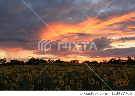 Sunset view of a sunflower field Sunset view of a sunflower field 123487700
