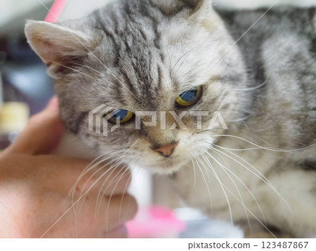 A cat rubbing its body against the ground 123487867