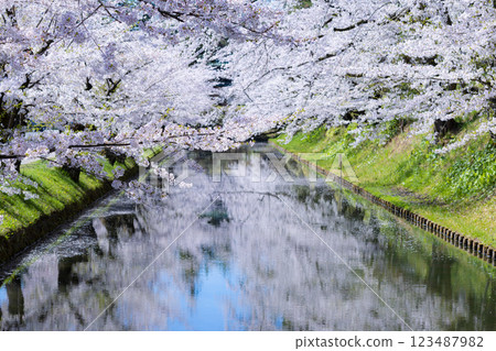 青森櫻花盛開的美景 123487982