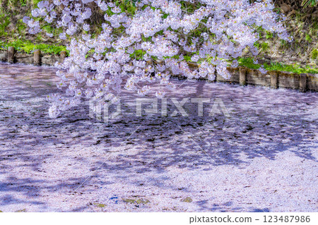 Beautiful Aomori cherry blossoms in full bloom Beautiful Aomori cherry blossoms in full bloom 123487986