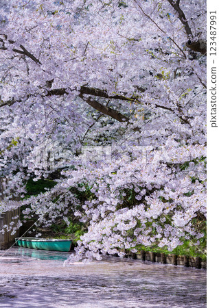 青森櫻花盛開的美景 123487991