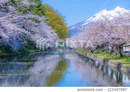 Beautiful Aomori cherry blossoms in full bloom Beautiful Aomori cherry blossoms in full bloom 123487997