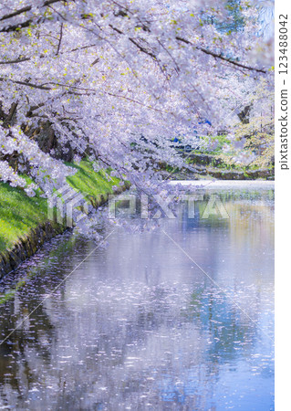 青森櫻花盛開的美景 123488042