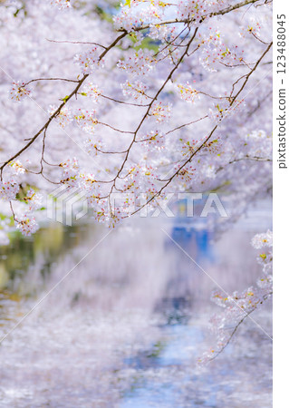 青森櫻花盛開的美景 123488045