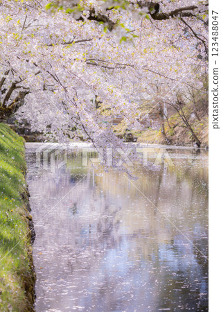 Beautiful Aomori cherry blossoms in full bloom 123488047
