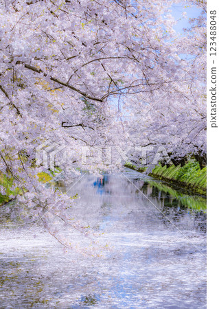 Beautiful Aomori cherry blossoms in full bloom 123488048