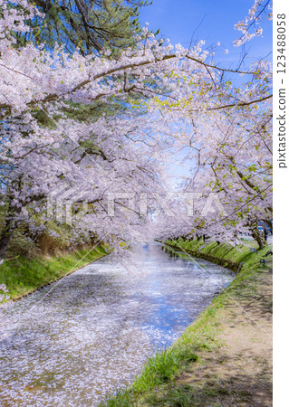 Beautiful Aomori cherry blossoms in full bloom Beautiful Aomori cherry blossoms in full bloom 123488058
