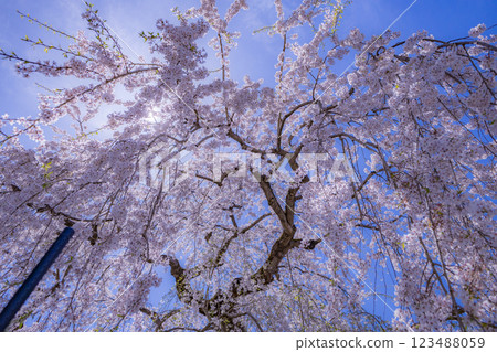 Beautiful Aomori cherry blossoms in full bloom Beautiful Aomori cherry blossoms in full bloom 123488059