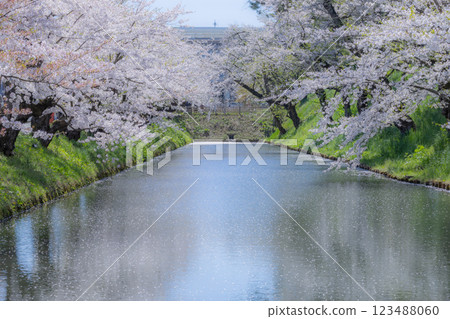 Beautiful Aomori cherry blossoms in full bloom Beautiful Aomori cherry blossoms in full bloom 123488060
