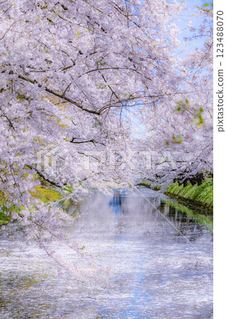 青森櫻花盛開的美景 123488070