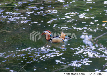 青森櫻花盛開的美景 123488073