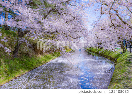 青森櫻花盛開的美景 123488085