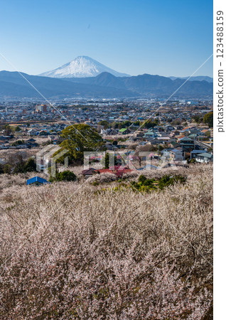 View from Tajima Pass - Mt. Fuji and the plum grove - Soga Plum Festival 123488159
