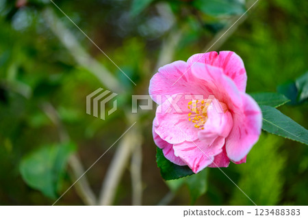 Camellia (The scent of Minou)_6911 Camellia (The scent of Minou)_6911 123488383
