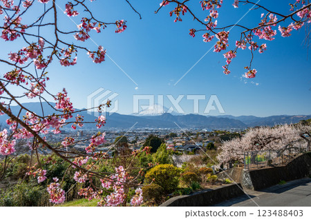 View from Tajima Pass, Mt. Fuji and plum grove, Kawazu cherry blossom buds 123488403