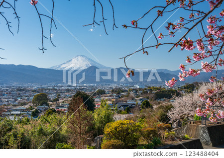 View from Tajima Pass, Mt. Fuji and plum grove, Kawazu cherry blossom buds 123488404