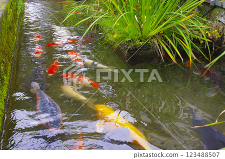 津和野町殿町通護城河中的鯉魚 123488507