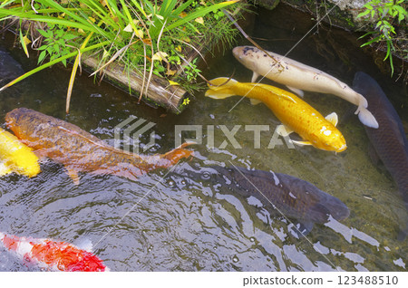 津和野町殿町通護城河中的鯉魚 123488510