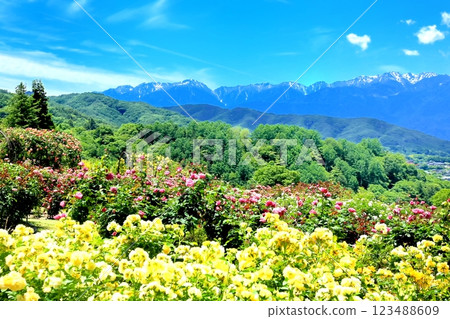 Takato Shinwanooka Rose Garden 123488609