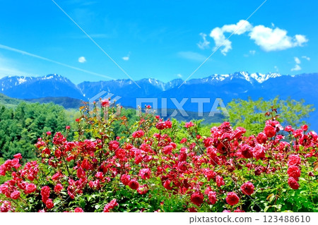 高遠新和之岡玫瑰園 123488610