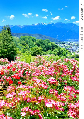 高遠新和之岡玫瑰園 123488617