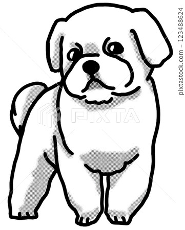 Maltese, black and white, transparent background, dog illustration 123488624