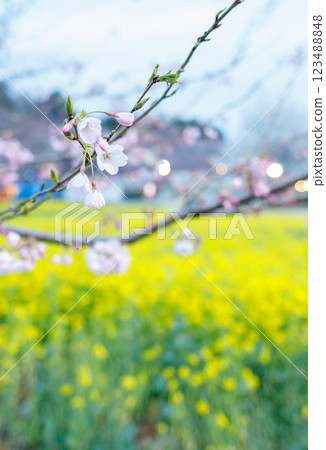 Collaboration of cherry blossoms and rape blossoms in full bloom 123488848