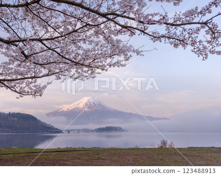 Sakura and Mt. Fuji in full bloom _ A superb view that symbolizes Japan Sakura and Mt. Fuji in full bloom _ A superb view that symbolizes Japan 123488913