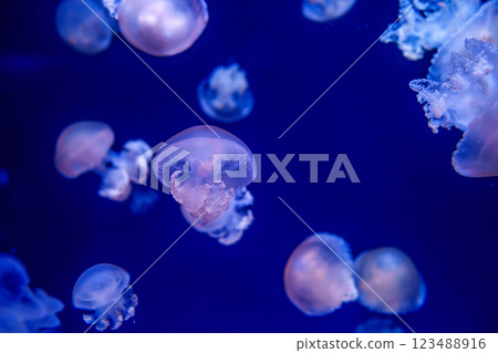 Beautiful jellyfish seen at the aquarium The healing world of the sea 123488916