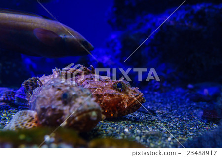 水族箱裡看到的石斑魚的魅力：一種神秘的海洋生物 123488917