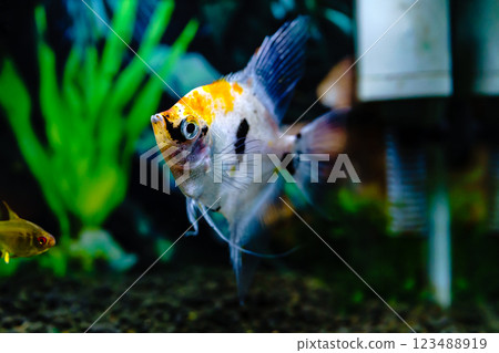 Aquarium with colorful angelfish Aquarium with colorful angelfish 123488919