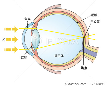 Normal vision: An illustration of normal vision Normal vision: An illustration of normal vision 123488930