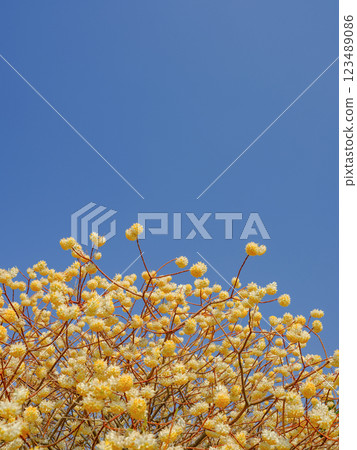 Spring_Clear sky and Mitsumata scenery Spring_Clear sky and Mitsumata scenery 123489086