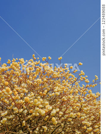 春天_晴朗的天空和三俁風景 春天_晴朗的天空和三俁風景 123489088