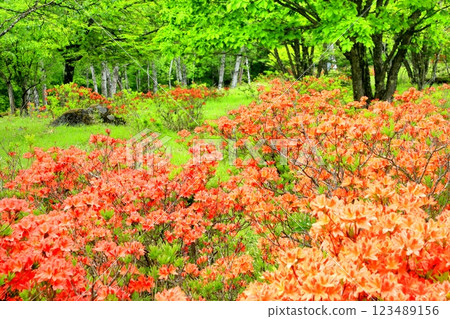 Renge azalea of the Yachiho Plateau 123489156