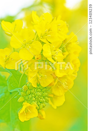 房子周圍的花,四季各異,初春盛開的黃色油菜花,花田,油菜花的美麗風景 房子周圍的花,四季各異,初春盛開的黃色油菜花,花田,油菜花的美麗風景 123489239