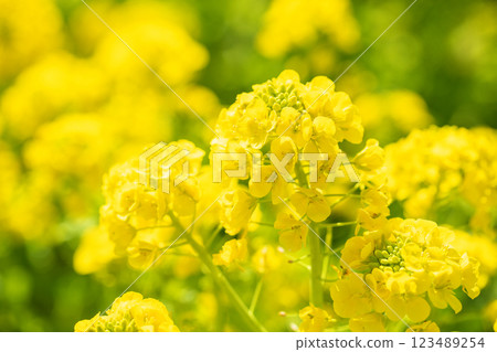 Flowers around the house, various in the four seasons, yellow rapeseed flowers blooming in early spring, flower field, beautiful scenery with rapeseed flowers 123489254