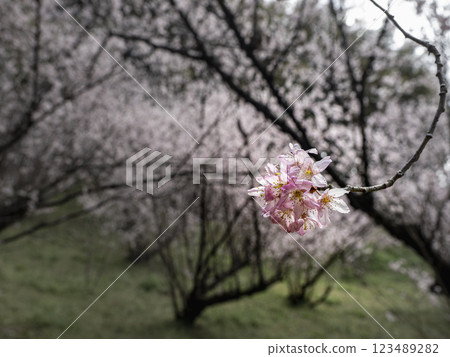 Cherry blossoms in a cherry blossom field 123489282