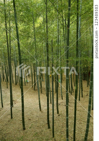 竹林 竹林 123489383