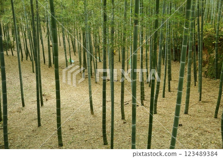  Bamboo grove 123489384