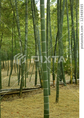  Bamboo grove 123489385