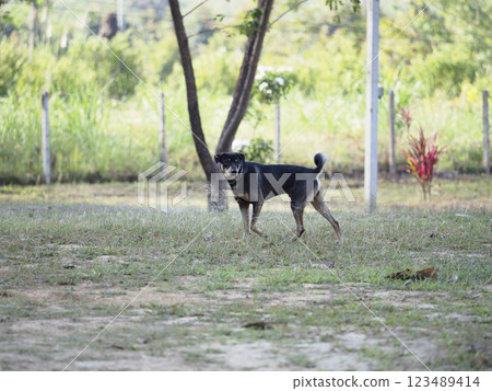 A playful dog stands in grassy field, surrounded by trees and greenery A playful dog stands in grassy field, surrounded by trees and greenery 123489414