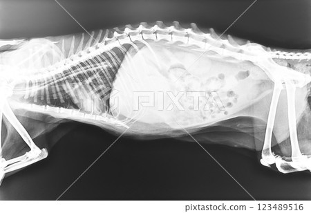 Animal x-ray. Dog x-ray. Dog show in normal x-ray film. 123489516