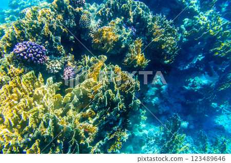 Coral reef in the Red sea in Ras Mohammed national park. Sinai peninsula in Egypt 123489646