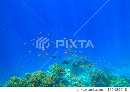 Different tropical fish at coral reef in the Red sea in Ras Mohammed national park, Sinai peninsula in Egypt 123489648