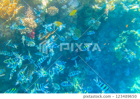 Indo-Pacific sergeant (Abudefduf vaigiensis), also  known as the Sergeant major on coral reef in the Red sea. School of fish undersea 123489650