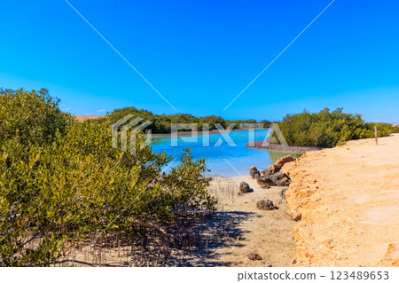 Mangrove trees in Ras Mohammed national park, Sinai peninsula in Egypt Mangrove trees in Ras Mohammed national park, Sinai peninsula in Egypt 123489653