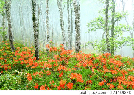Renge azaleas at Shirakabadai in the Utsukushigahara Plateau Renge azaleas at Shirakabadai in the Utsukushigahara Plateau 123489828