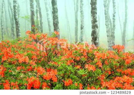 美原高原白樺台的蓮華杜鵑 美原高原白樺台的蓮華杜鵑 123489829
