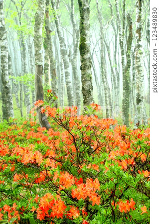 美原高原白樺台的蓮華杜鵑 123489830